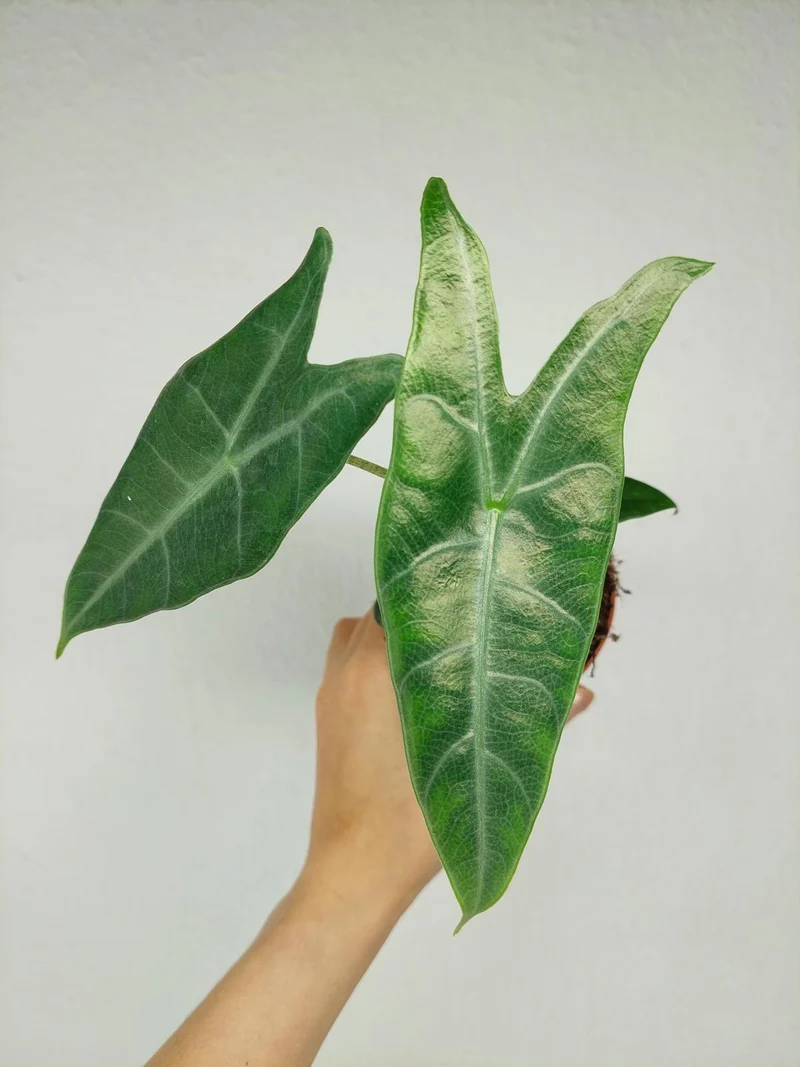 Alocasia Longiloba Silver