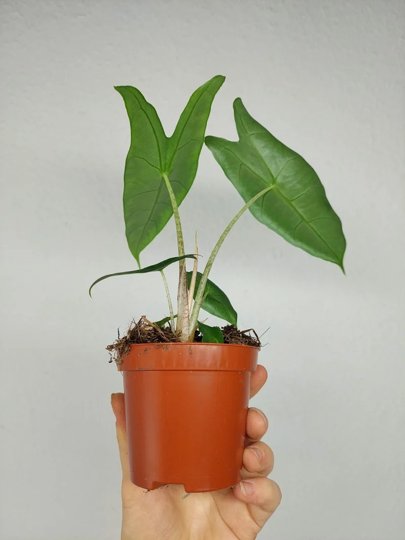 Alocasia Longiloba Silver