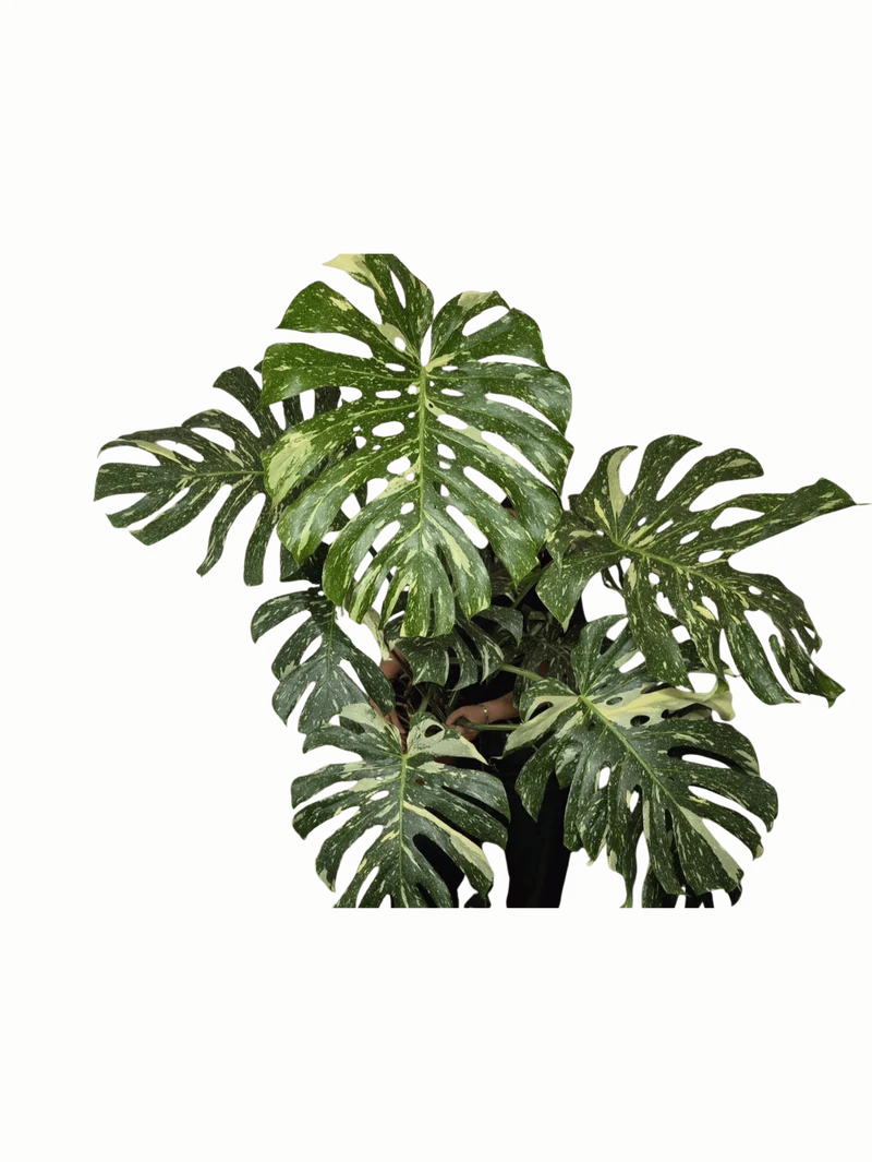 Monstera Thai Constellation XXL