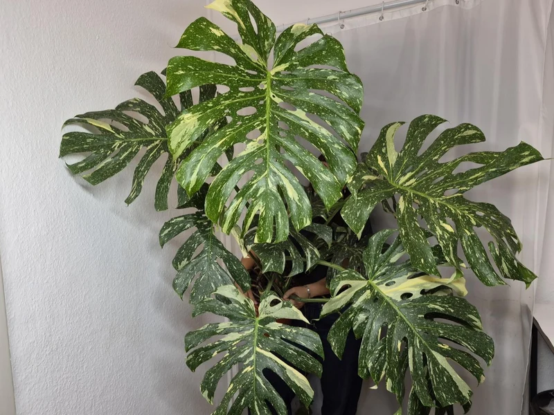 Monstera Thai Constellation XXL