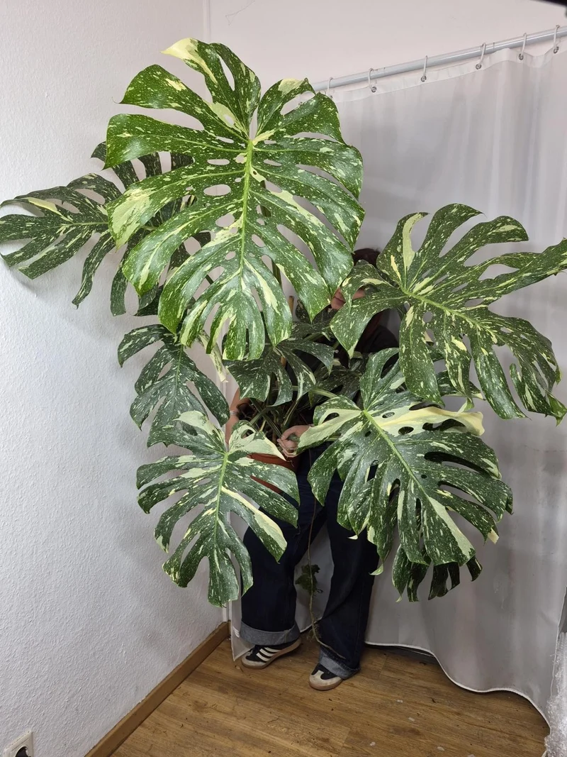 Monstera Thai Constellation XXL