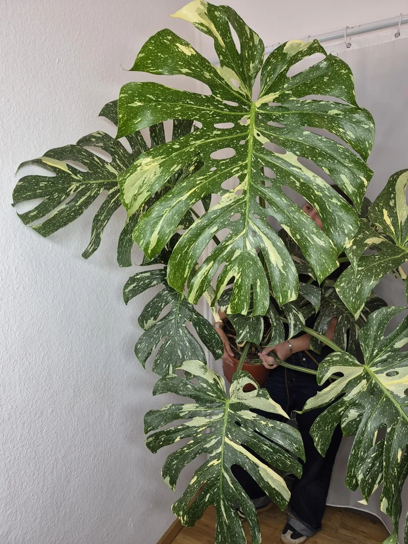 Monstera Thai Constellation XXL