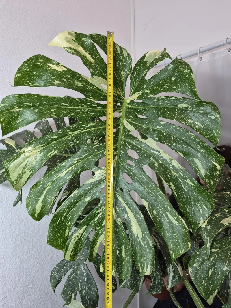 Monstera Thai Constellation XXL