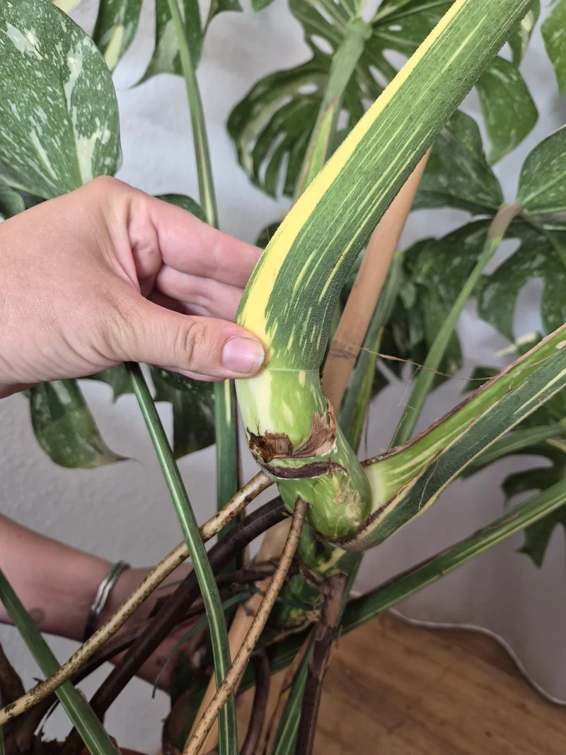 Monstera Thai Constellation XXL