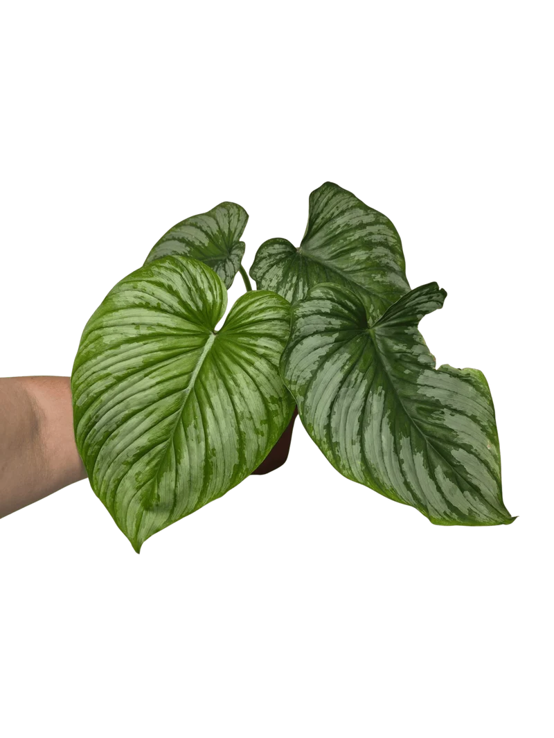 Philodendron Mamei 1