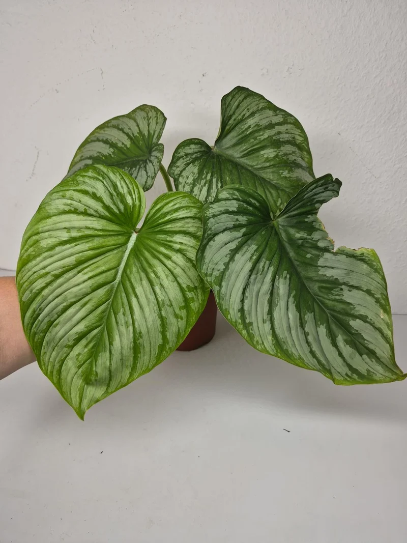 Philodendron Mamei 1