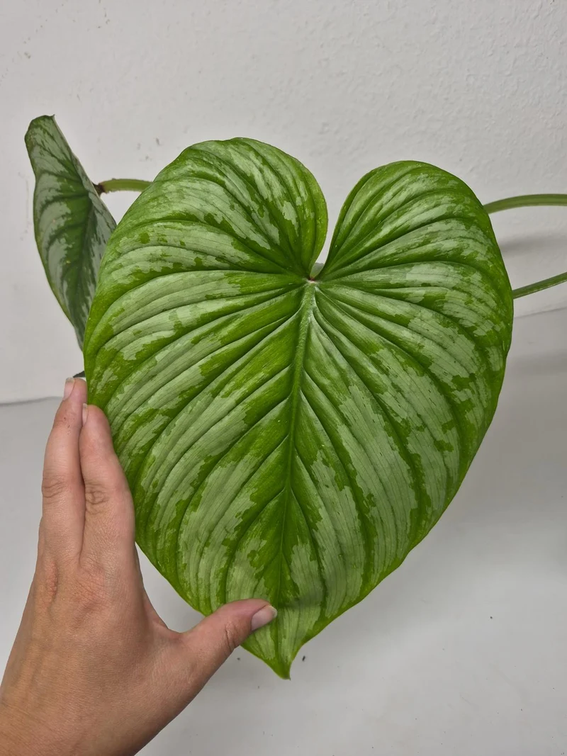 Philodendron Mamei 1