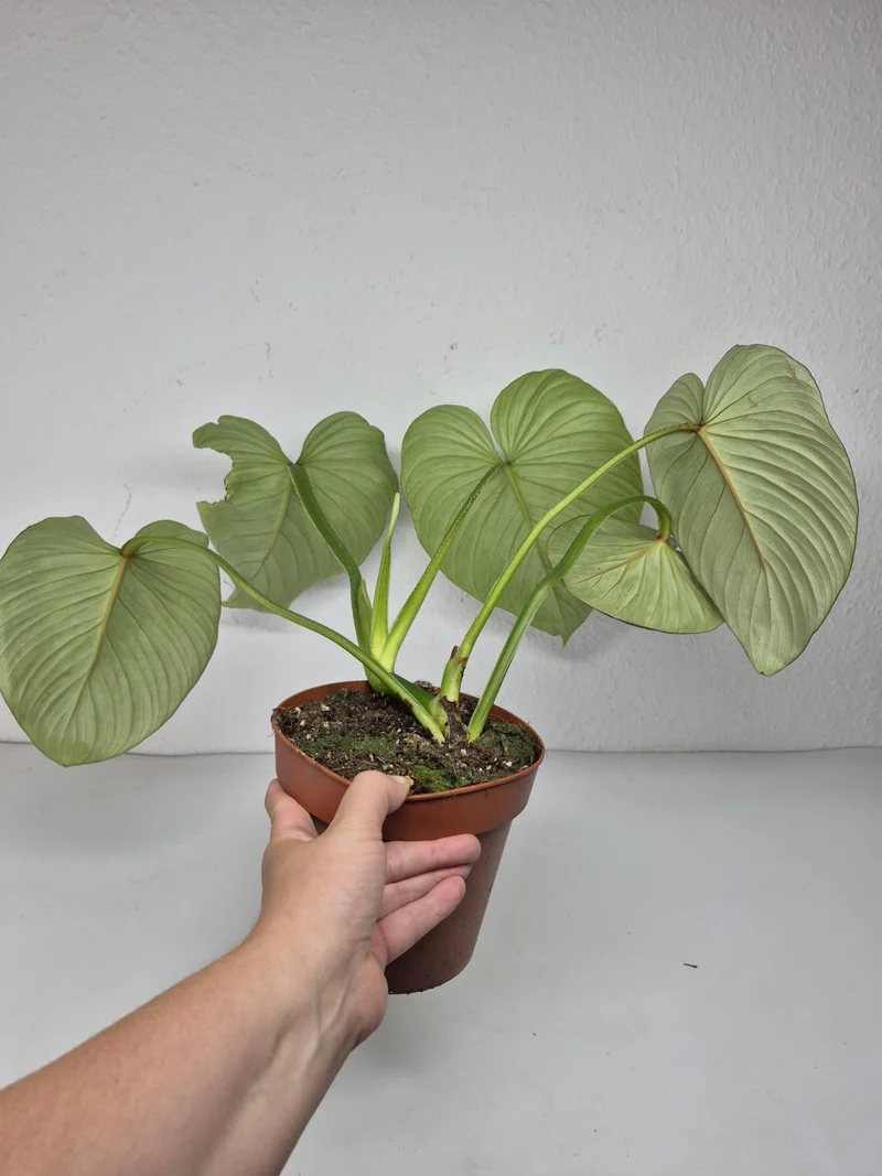 Philodendron Mamei 1