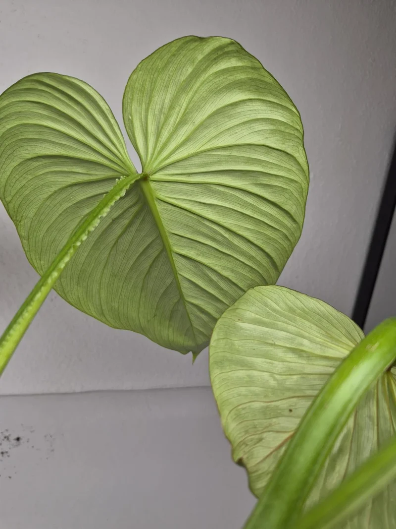 Philodendron Mamei 1