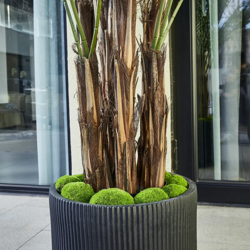 Künstliche Palme – Caliora | 240 cm