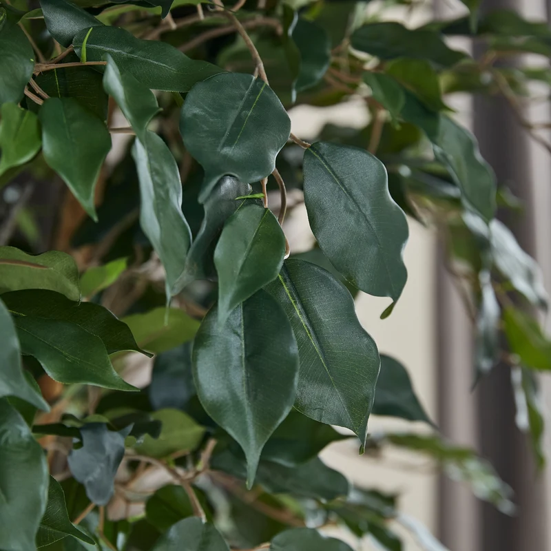 Künstlicher Ficus – Amadior | 210 cm