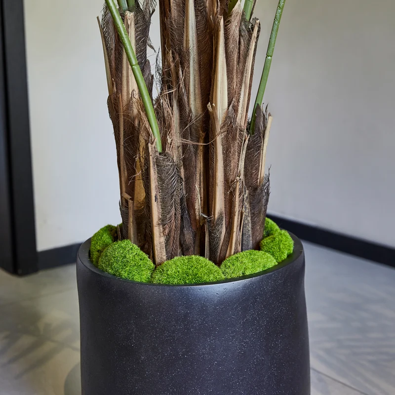 Künstliche Kentia-Palme – Caliora | 210 cm