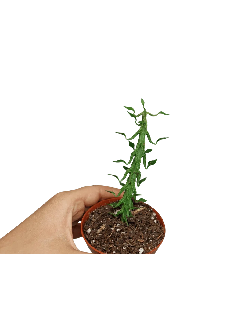Ceropegia Simoneae