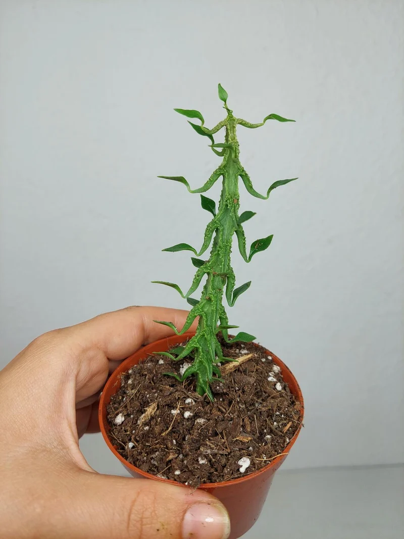 Ceropegia Simoneae
