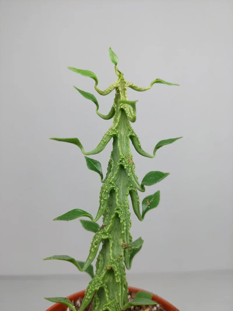 Ceropegia Simoneae