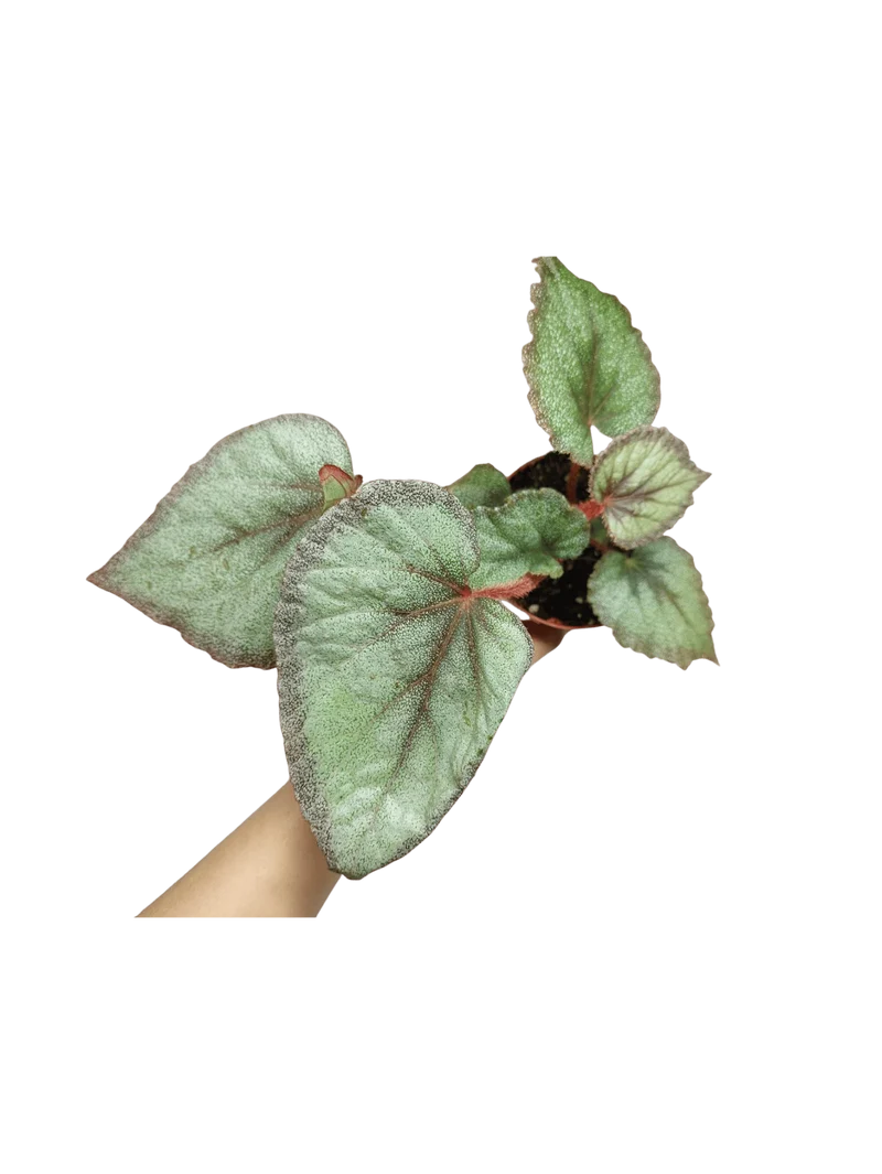 Begonia Flamingo Soul