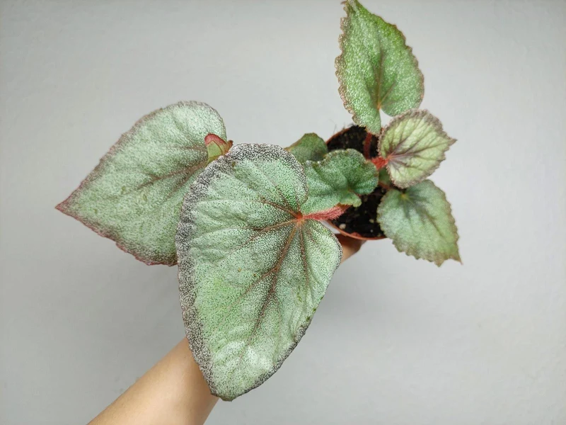 Begonia Flamingo Soul