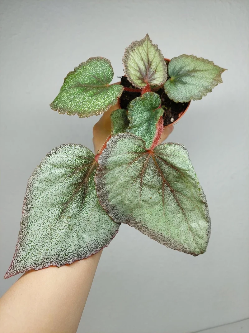Begonia Flamingo Soul