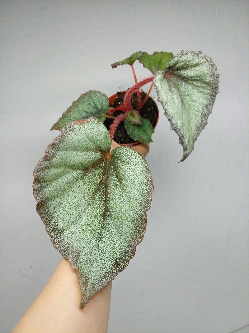 Begonia Flamingo Soul