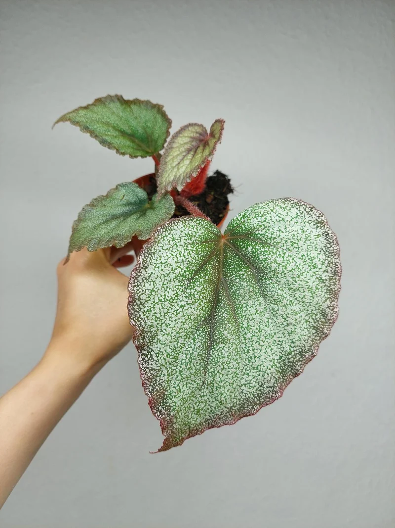 Begonia Flamingo Soul