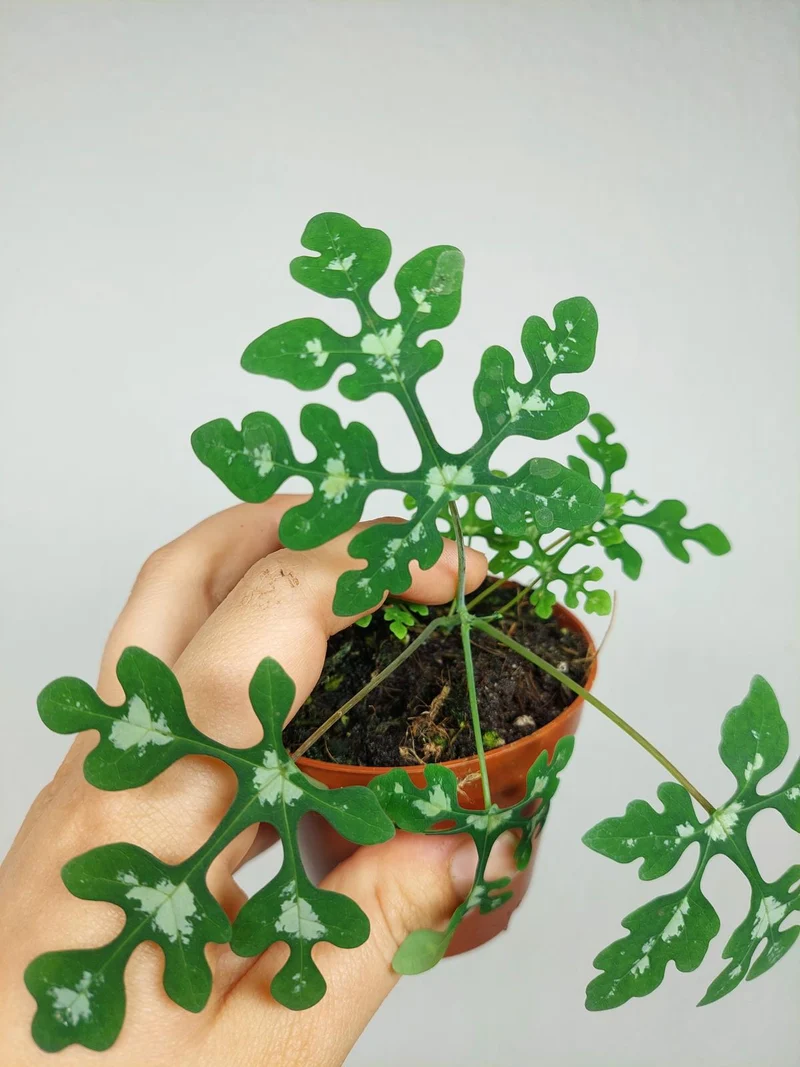 Adenia Perrieri