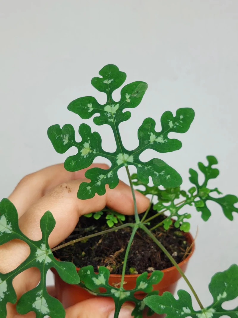 Adenia Perrieri