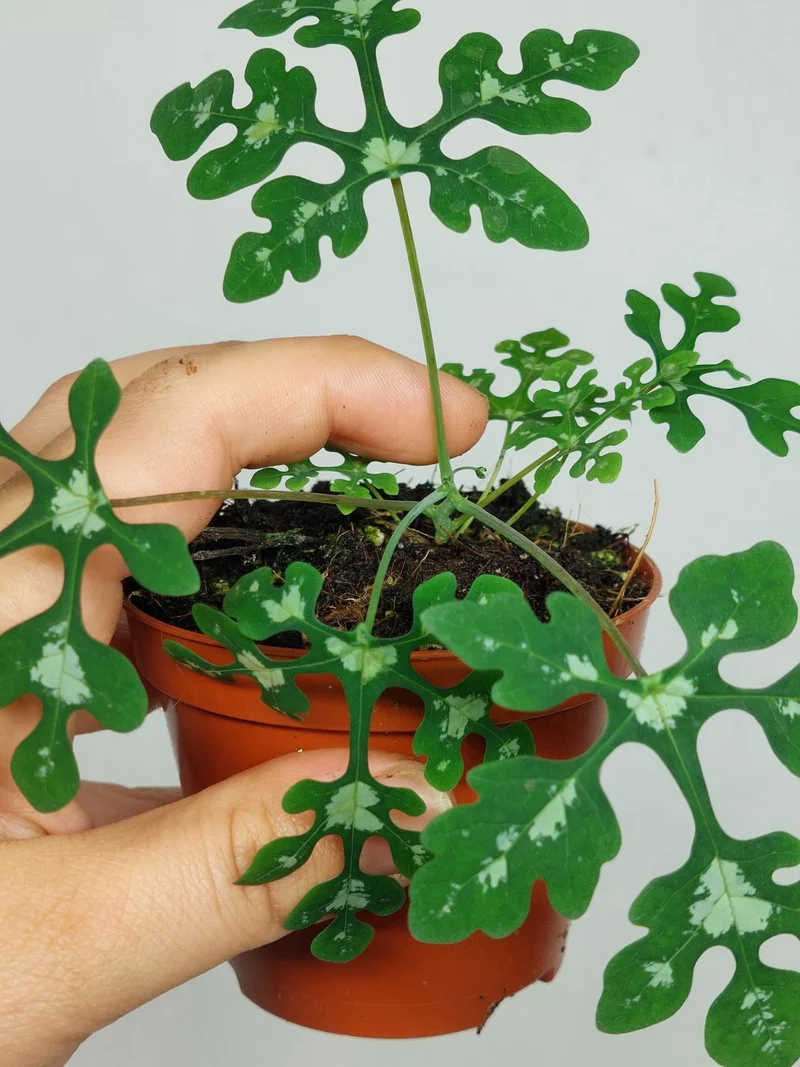 Adenia Perrieri