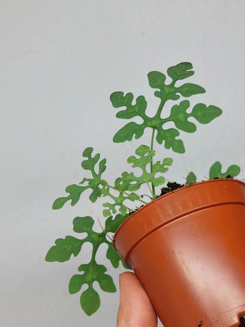 Adenia Perrieri