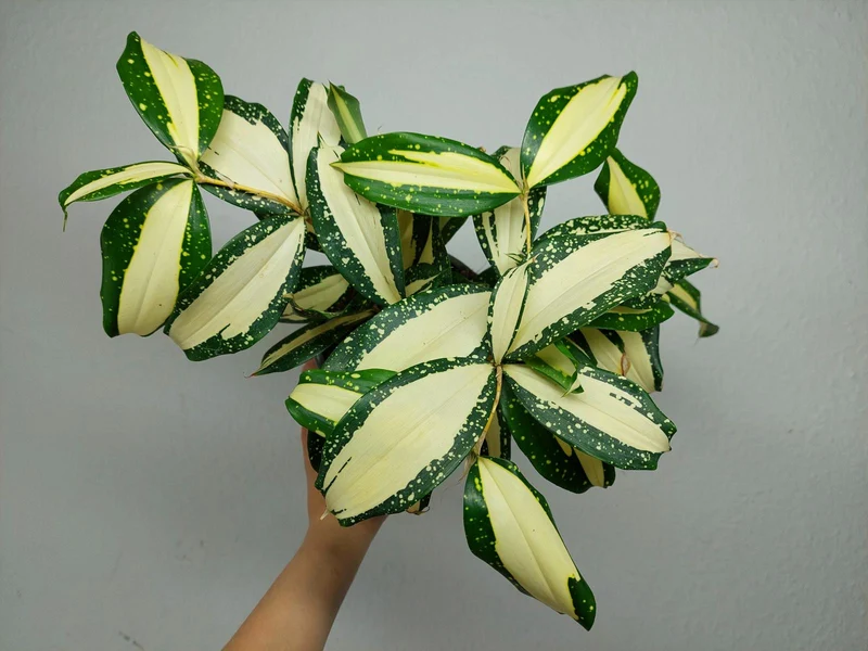 Dracaena Milky Way