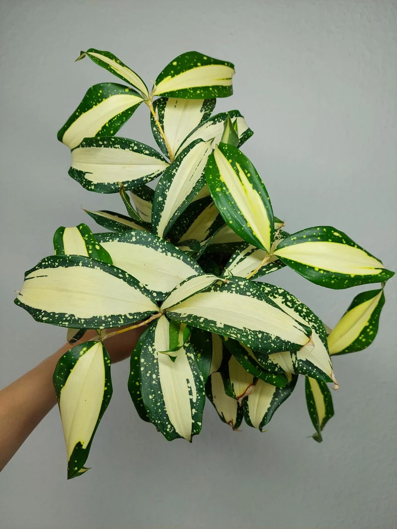 Dracaena Milky Way