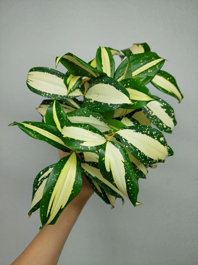 Dracaena Milky Way