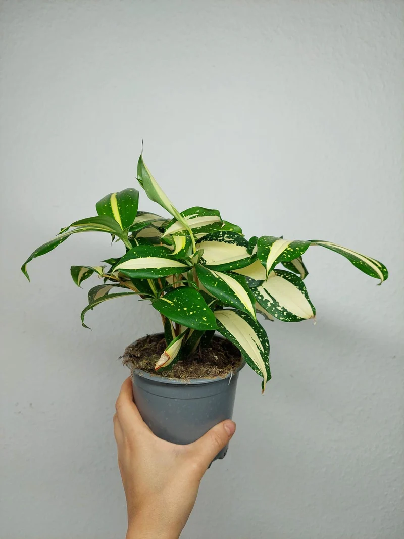 Dracaena Milky Way
