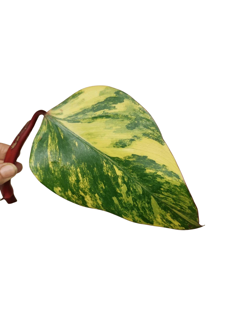 Philodendron Strawberry Shake Steckling
