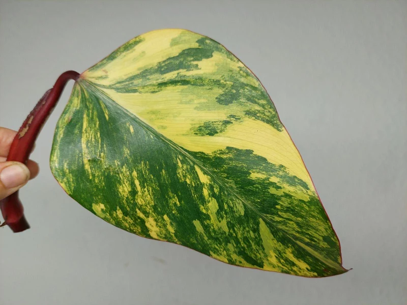 Philodendron Strawberry Shake Steckling