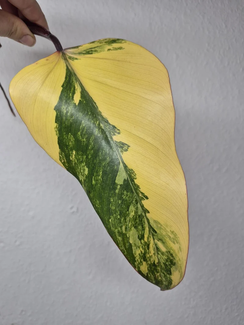 Philodendron Strawberry Shake Steckling