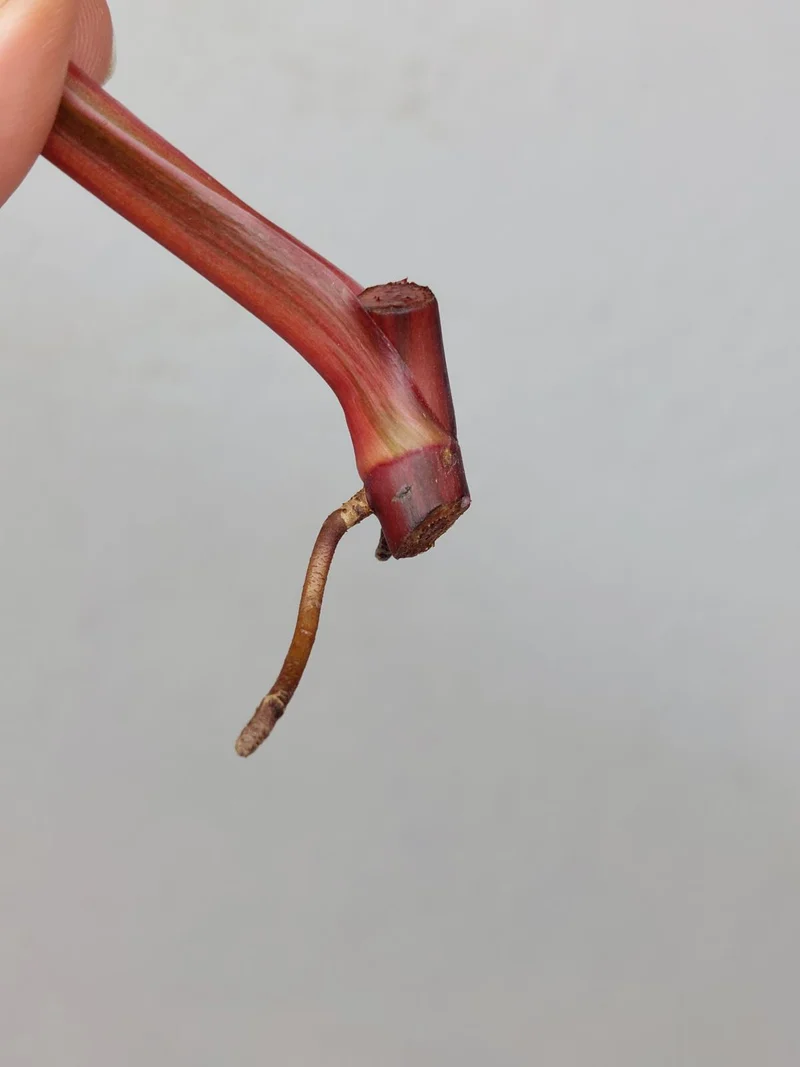 Philodendron Strawberry Shake Steckling