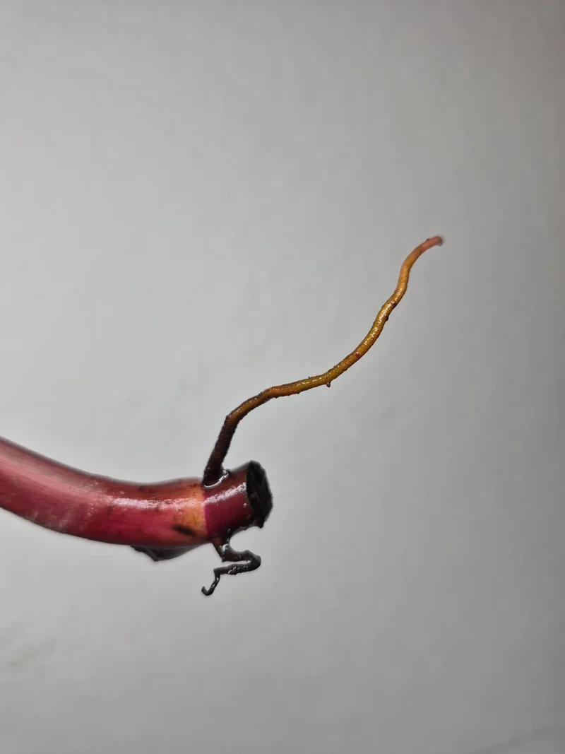 Philodendron Strawberry Shake Steckling