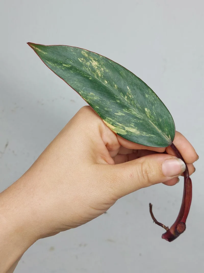 Philodendron Strawberry Shake Steckling