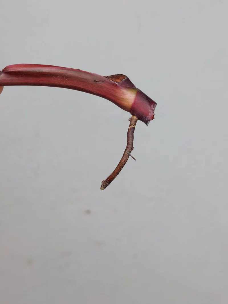 Philodendron Strawberry Shake Steckling