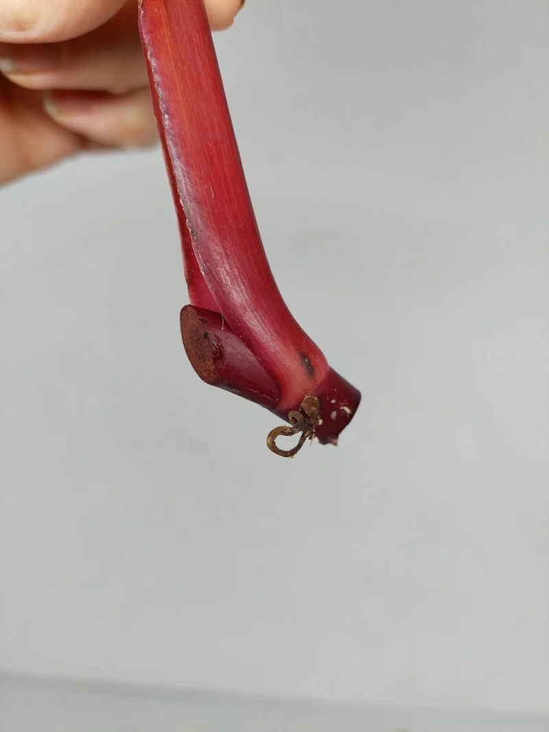 Philodendron Strawberry Shake Steckling