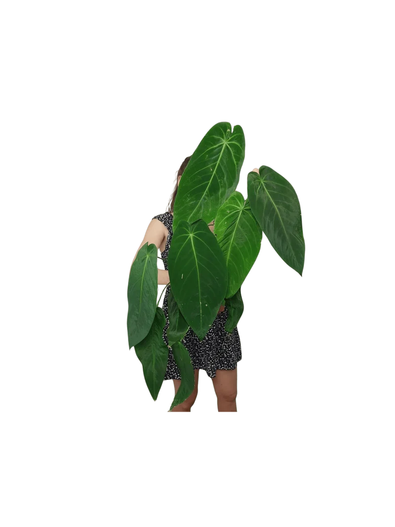 Anthurium Warocqueanum x Waterburyanum