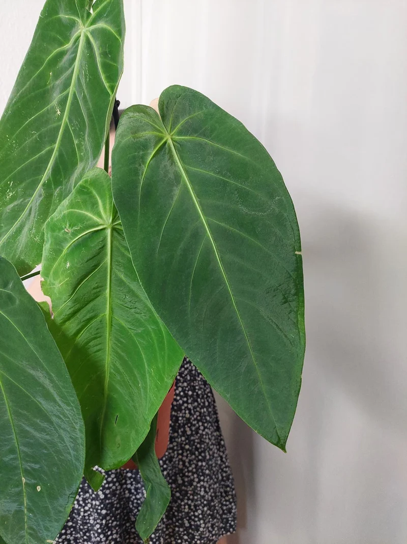 Anthurium Warocqueanum x Waterburyanum