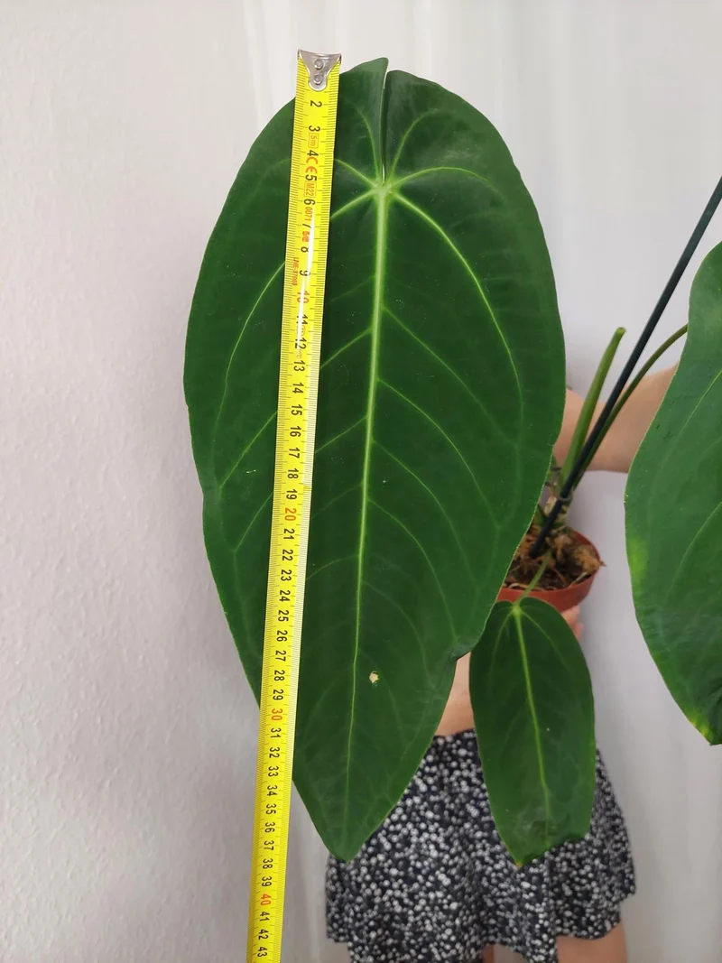 Anthurium Warocqueanum x Waterburyanum