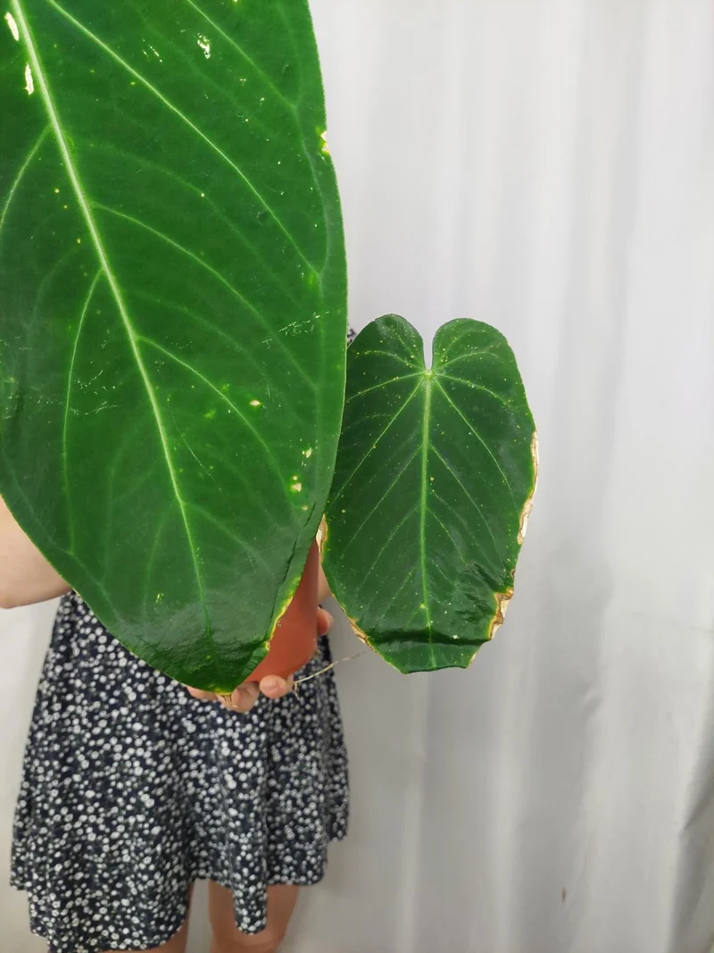 Anthurium Warocqueanum x Waterburyanum