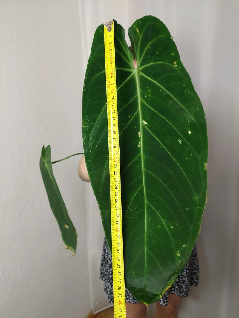 Anthurium Warocqueanum x Waterburyanum