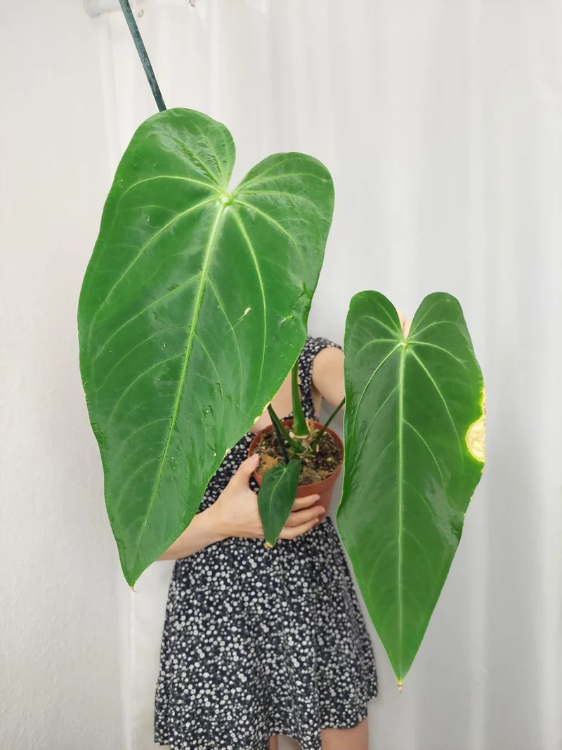 Anthurium Warocqueanum x Waterburyanum