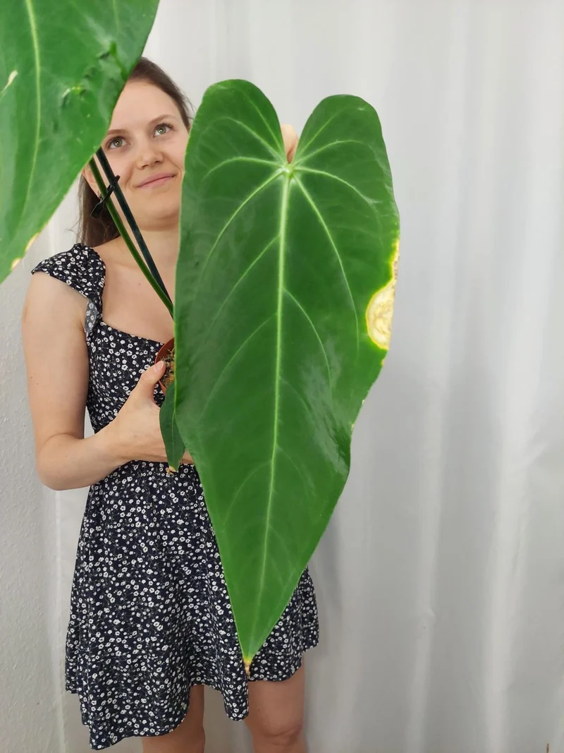 Anthurium Warocqueanum x Waterburyanum