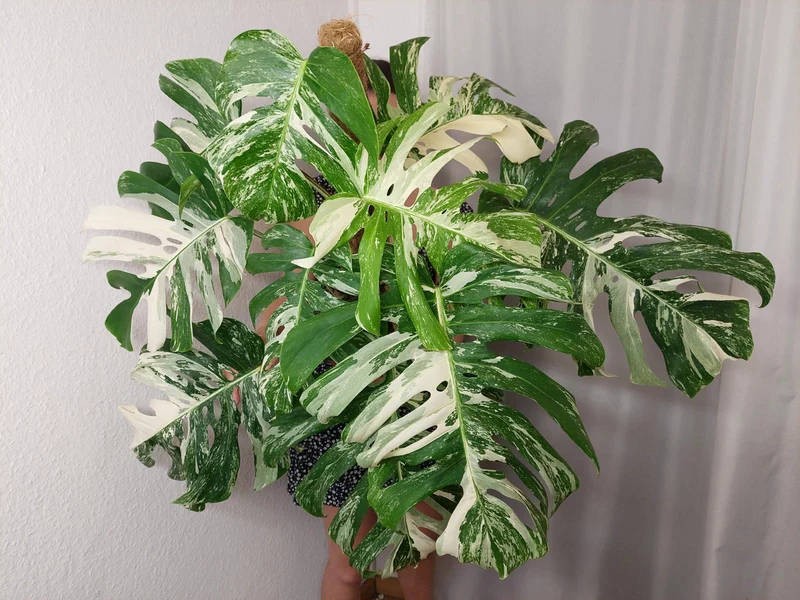Monstera Variegata buschig Adult