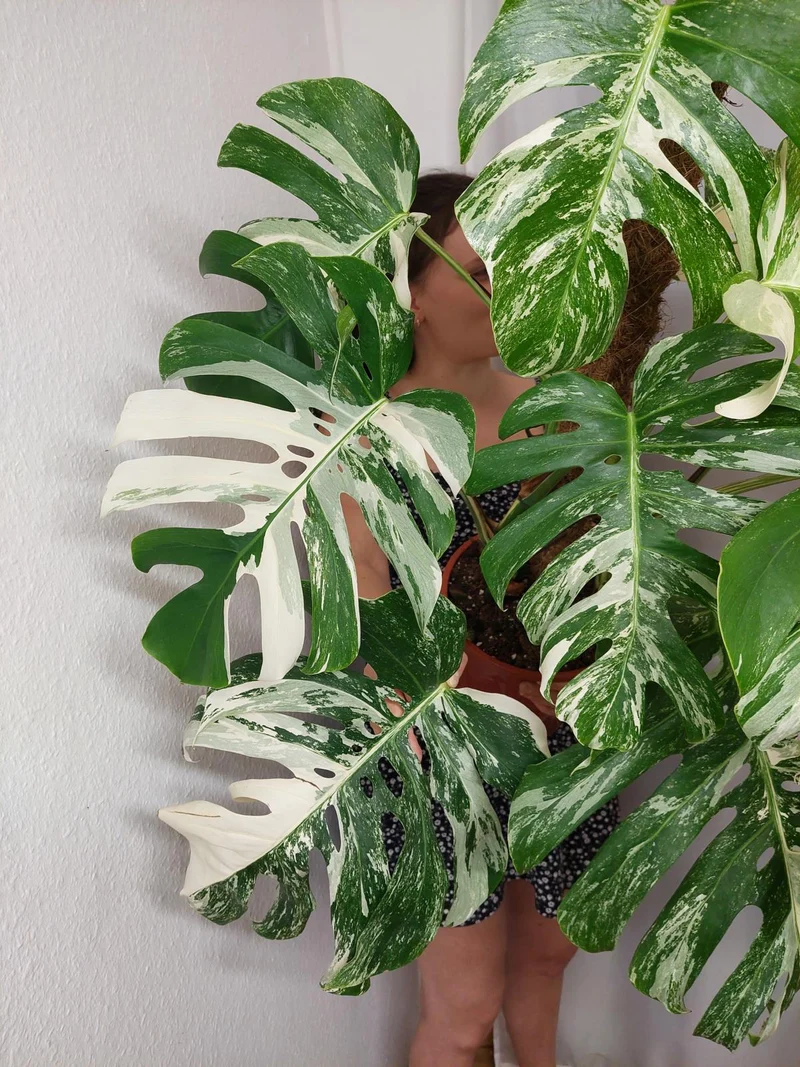 Monstera Variegata buschig Adult