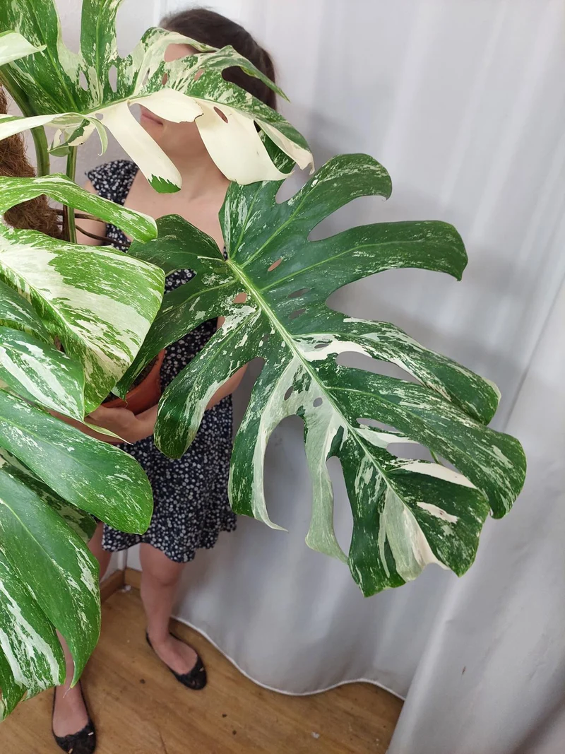 Monstera Variegata buschig Adult